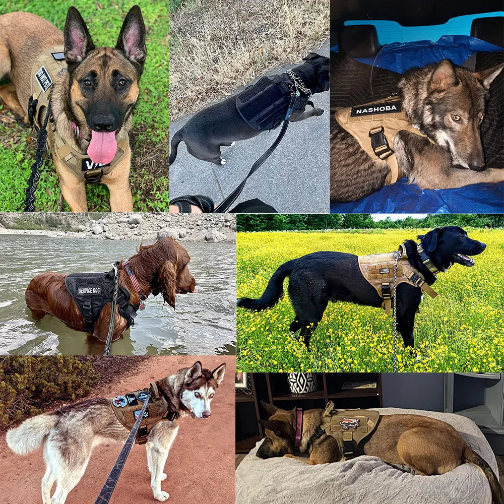 Medium Large Dog Harness And Leash Set for Walking