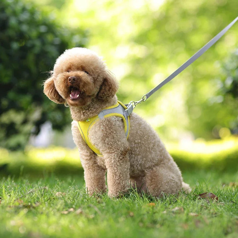 Puppy Collar and Leash Set with Adjustable Harness Vest
